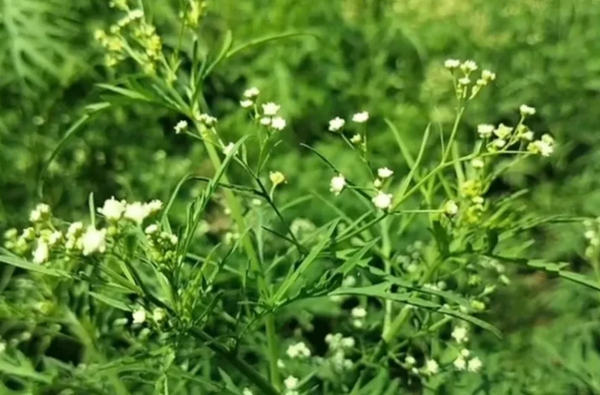  Invasive parthenium emerges as threat to crops, health in Chuadanga